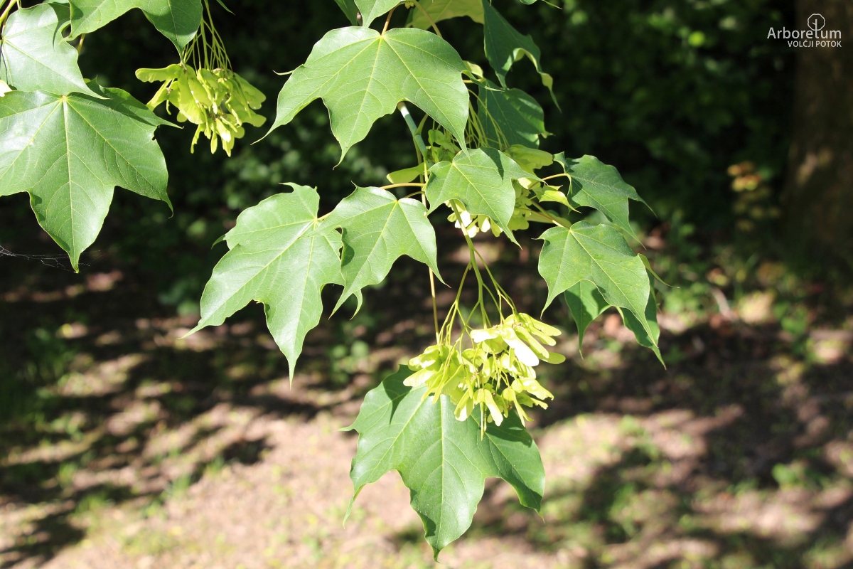 L-5-49_Acer cappadocicum_l10_maj