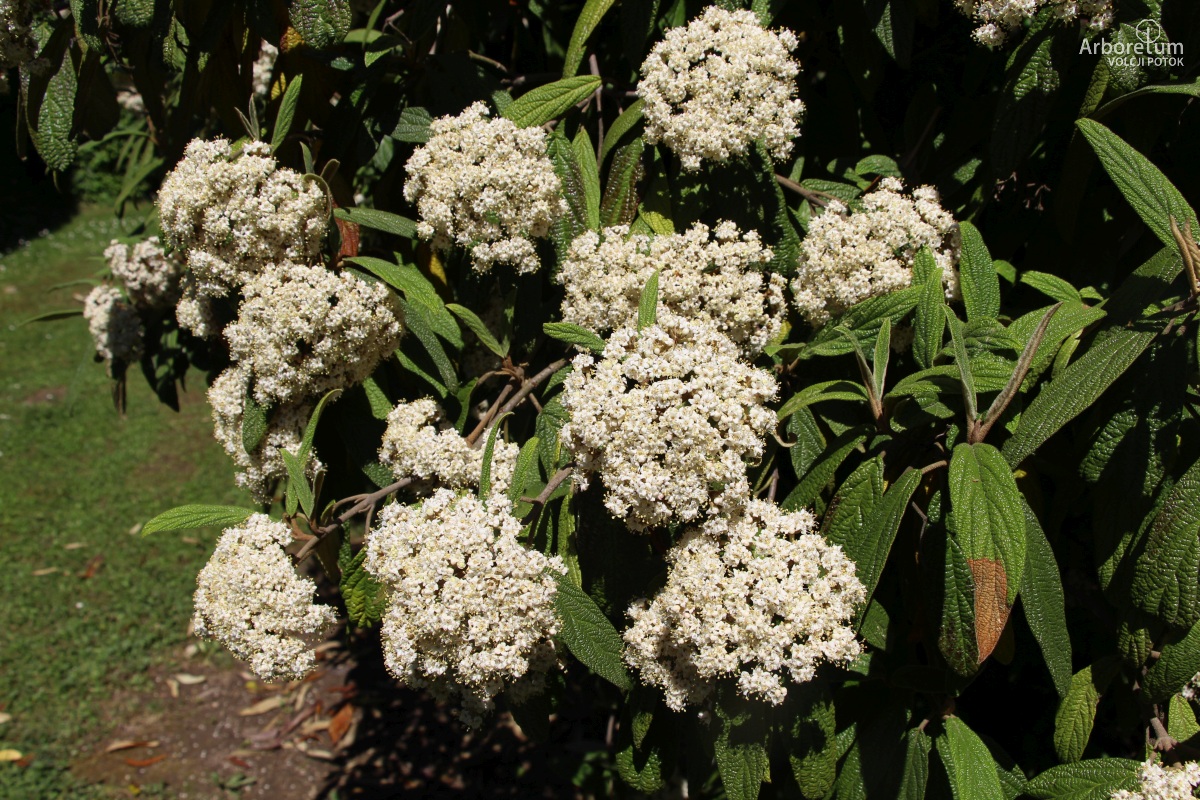 L-6-114_Viburnum × rhytidophylloides ‘Holland’_v10_april