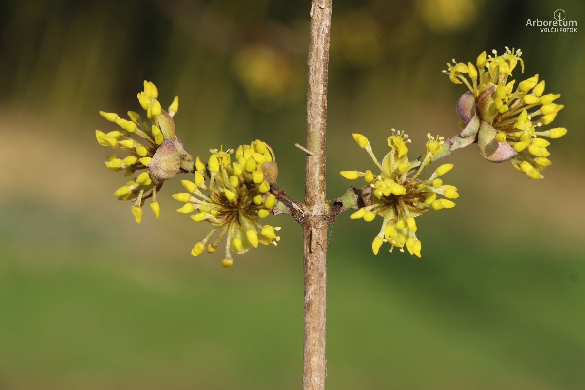 N-2-6_Cornus mas_c6