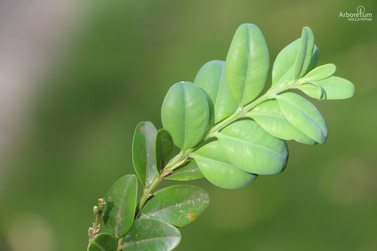 A-5-25_buxus sempervirens_v15