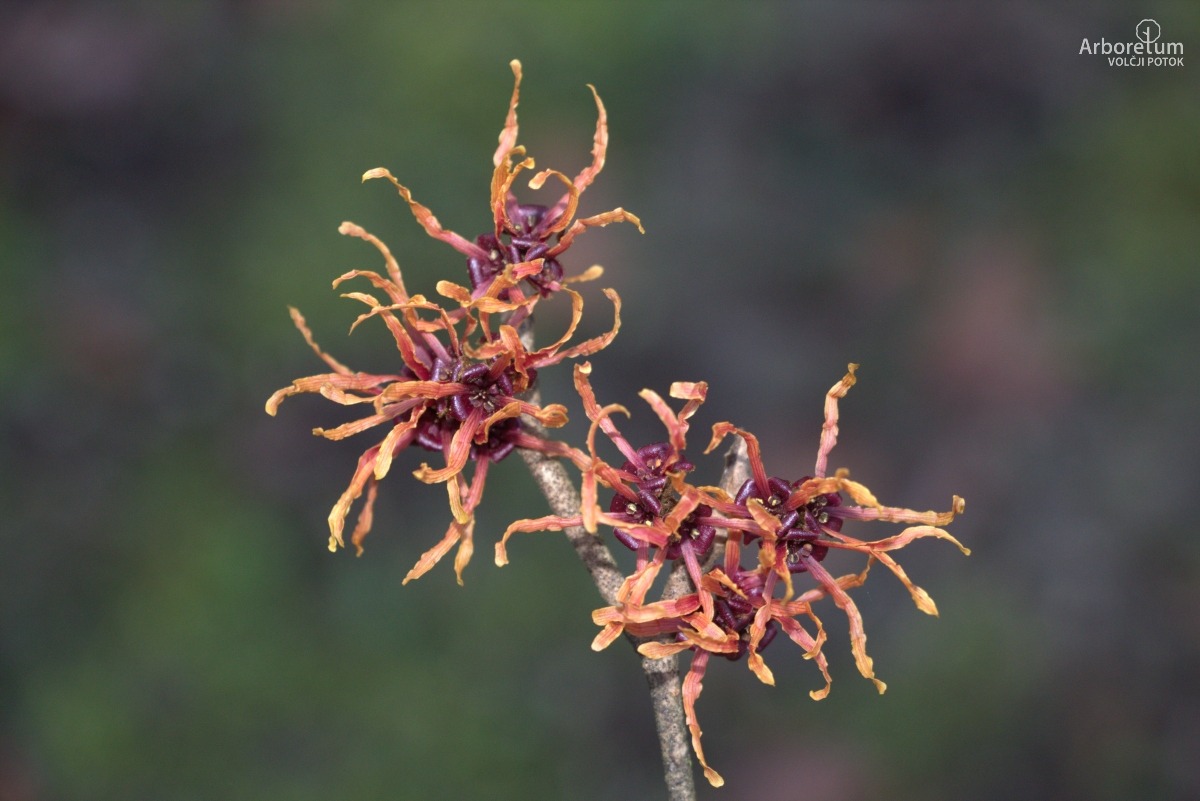 A-5-44_Hamamelis × intermedia ‘Feuerzauber’_c10