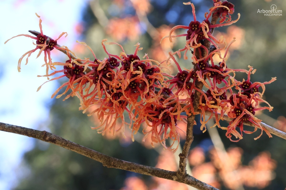 A-5-44_Hamamelis × intermedia ‘Feuerzauber’_c4