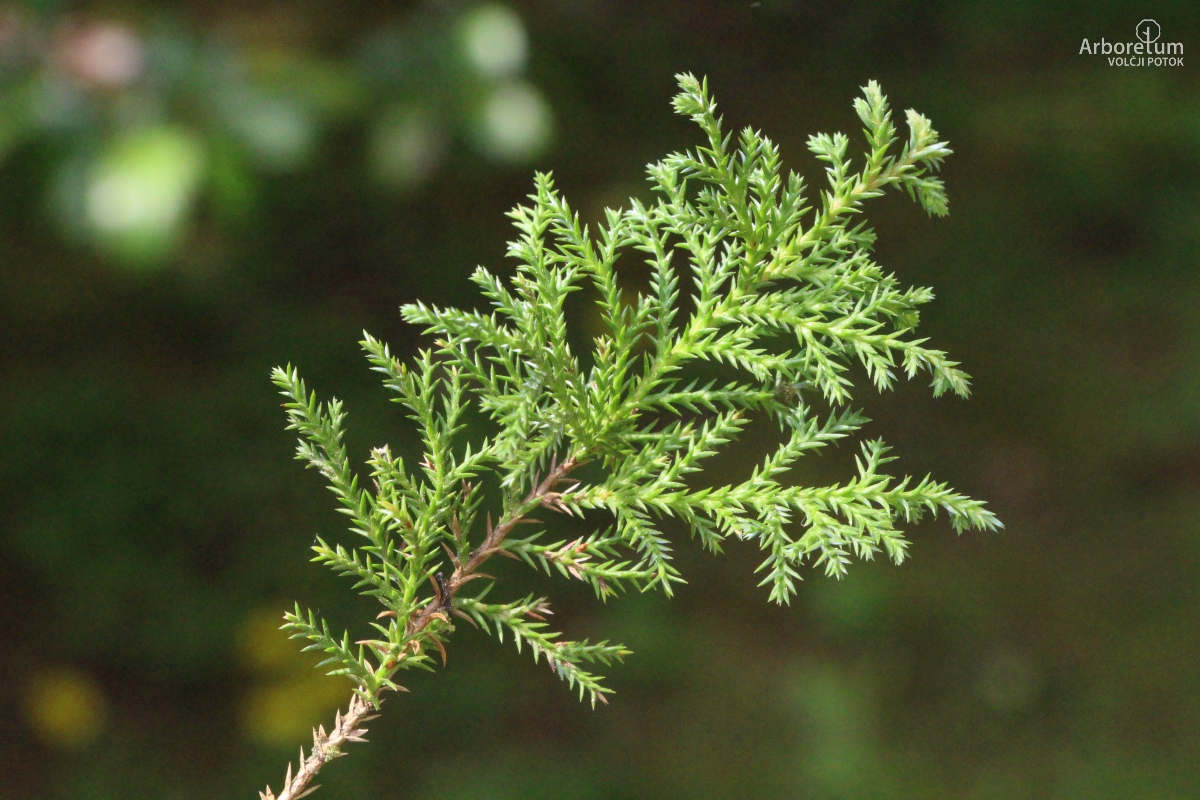 A-6-28_Chamaecyparis pisifera ‘Squarrosa’_v12_april