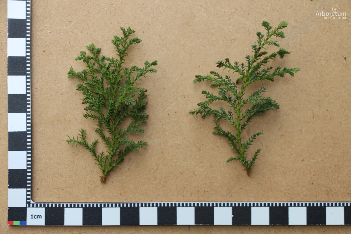 A-6-28_Chamaecyparis pisifera ‘Squarrosa’_v15_april