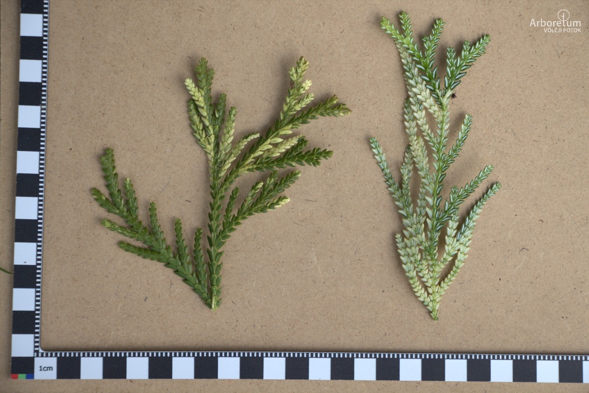 A-6-39_Thujopsis dolabrata ‘Variegata’_l5