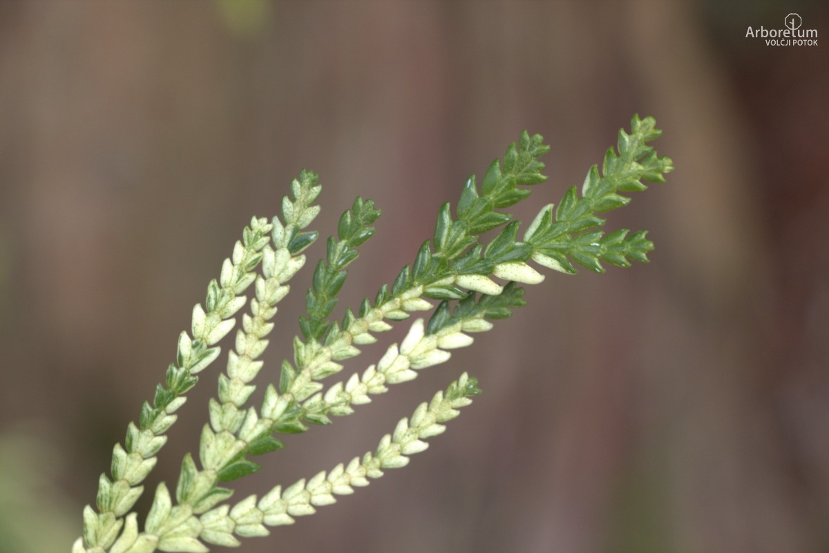 A-6-39_Thujopsis dolabrata ‘Variegata’_v5