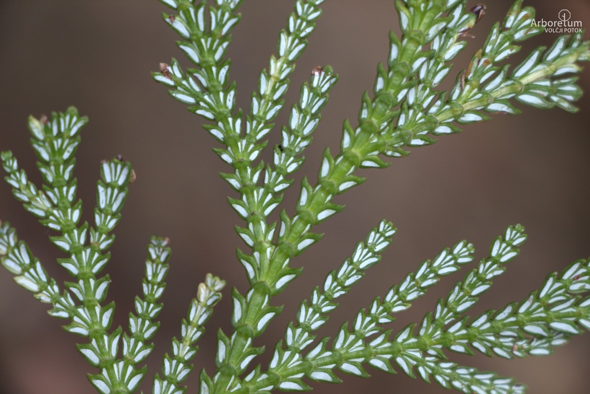 A-6-39_Thujopsis dolabrata ‘Variegata’_v7
