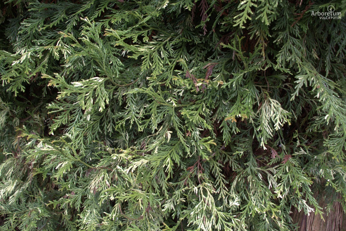 A-6-39_Thujopsis dolabrata ‘Variegata’_v8