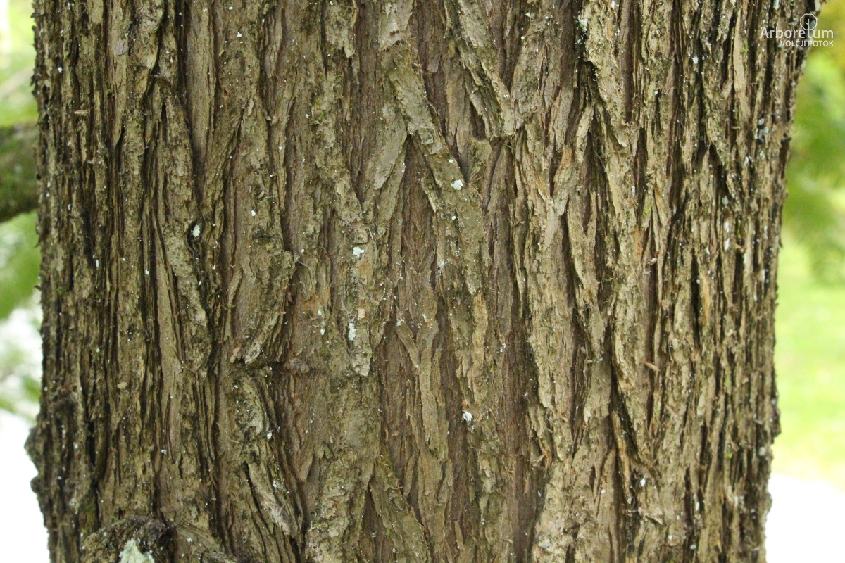 A-6-44_Torreya californica_d15_april