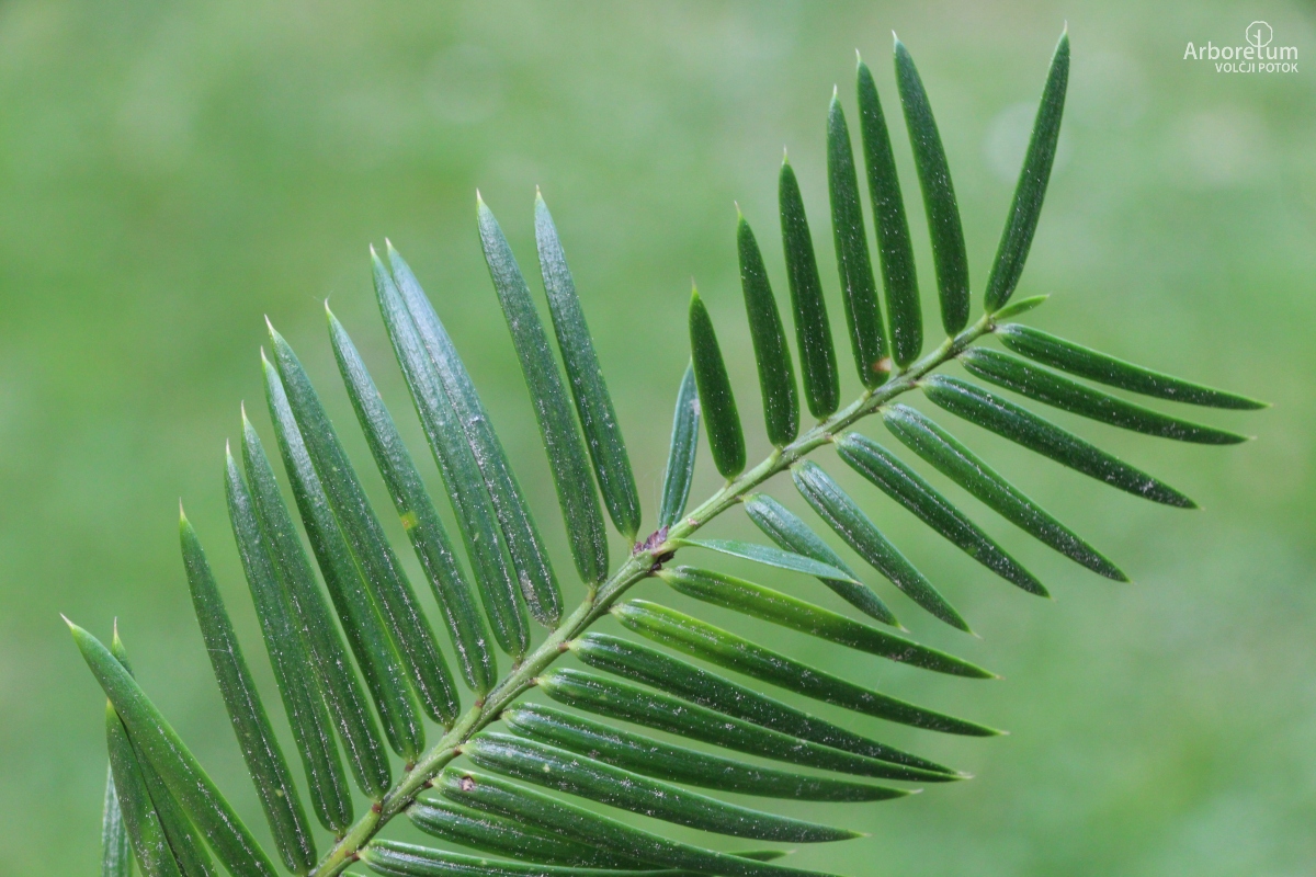 A-6-44_Torreya californica_l15_april