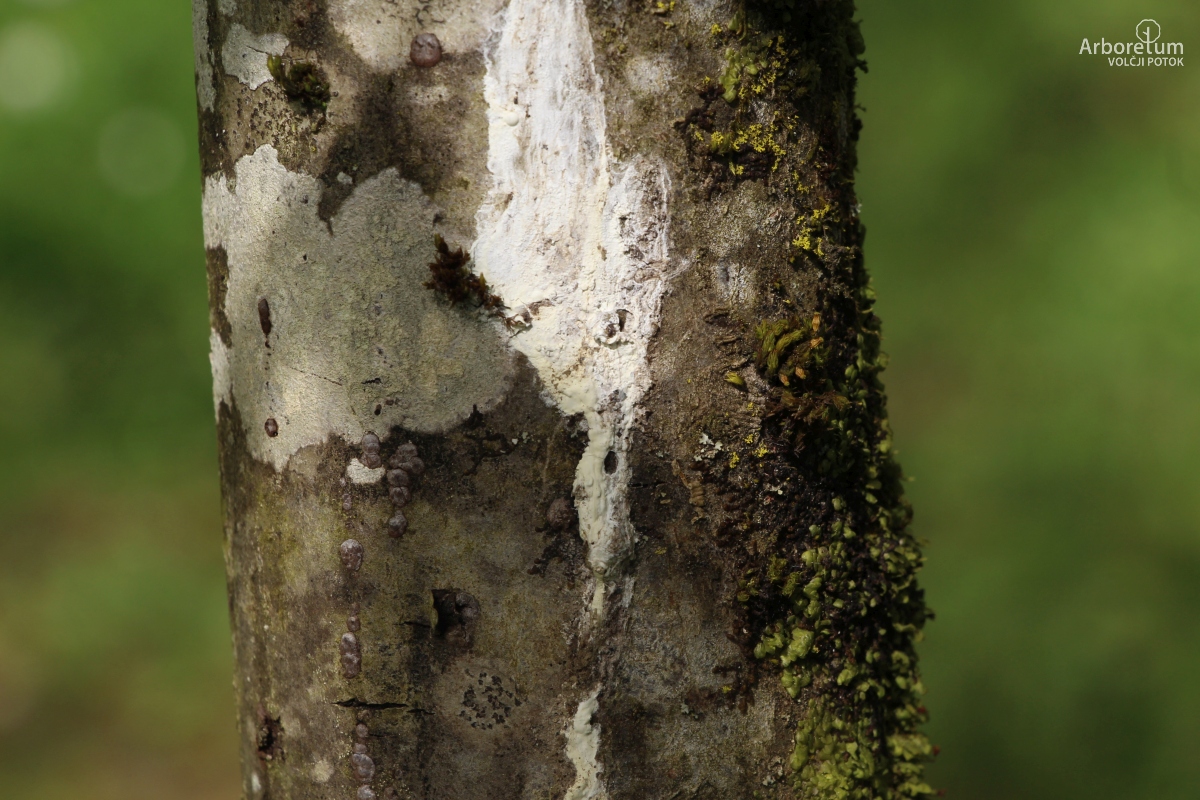 A-7-52_Cercidiphyllum japonicum_d10_april