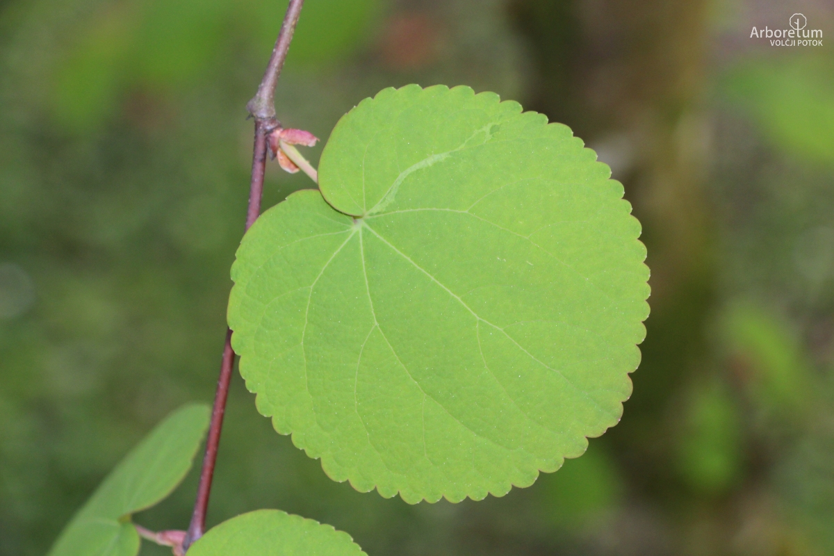 A-7-52_Cercidiphyllum japonicum_l10_april