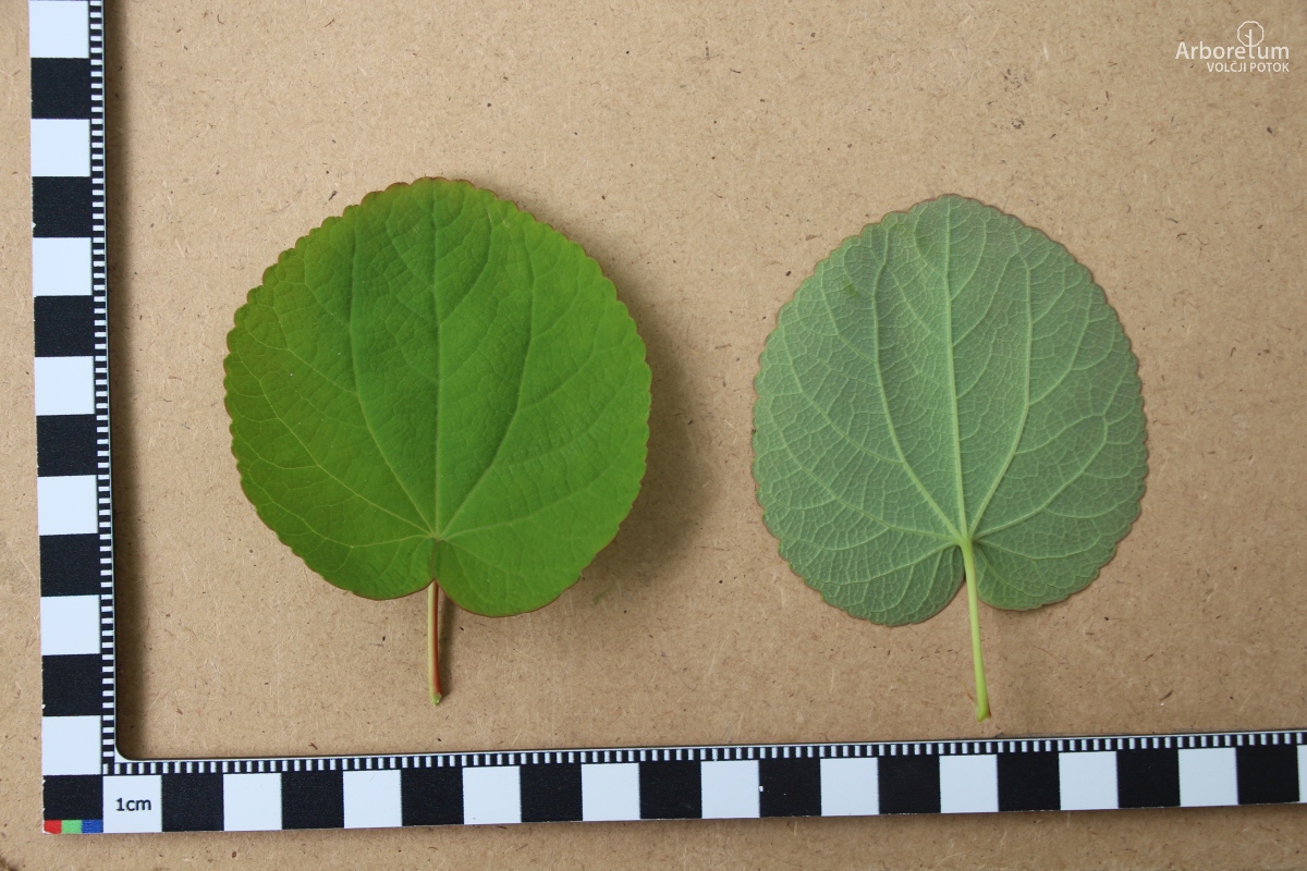 A-7-52_Cercidiphyllum japonicum_l10_april