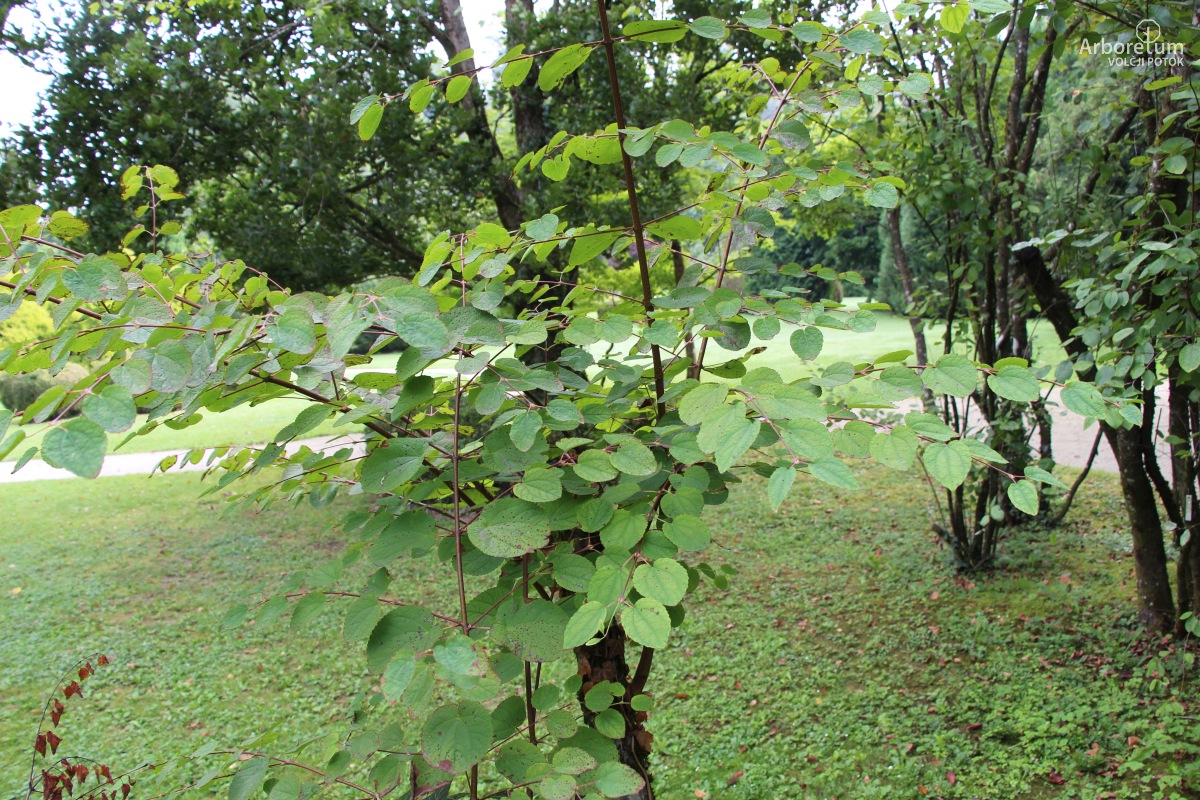 A-7-52_Cercidiphyllum japonicum_v