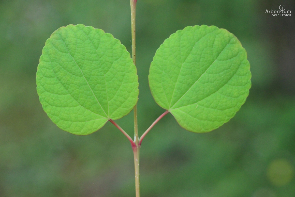 A-7-52_Cercidiphyllum japonicum_v30
