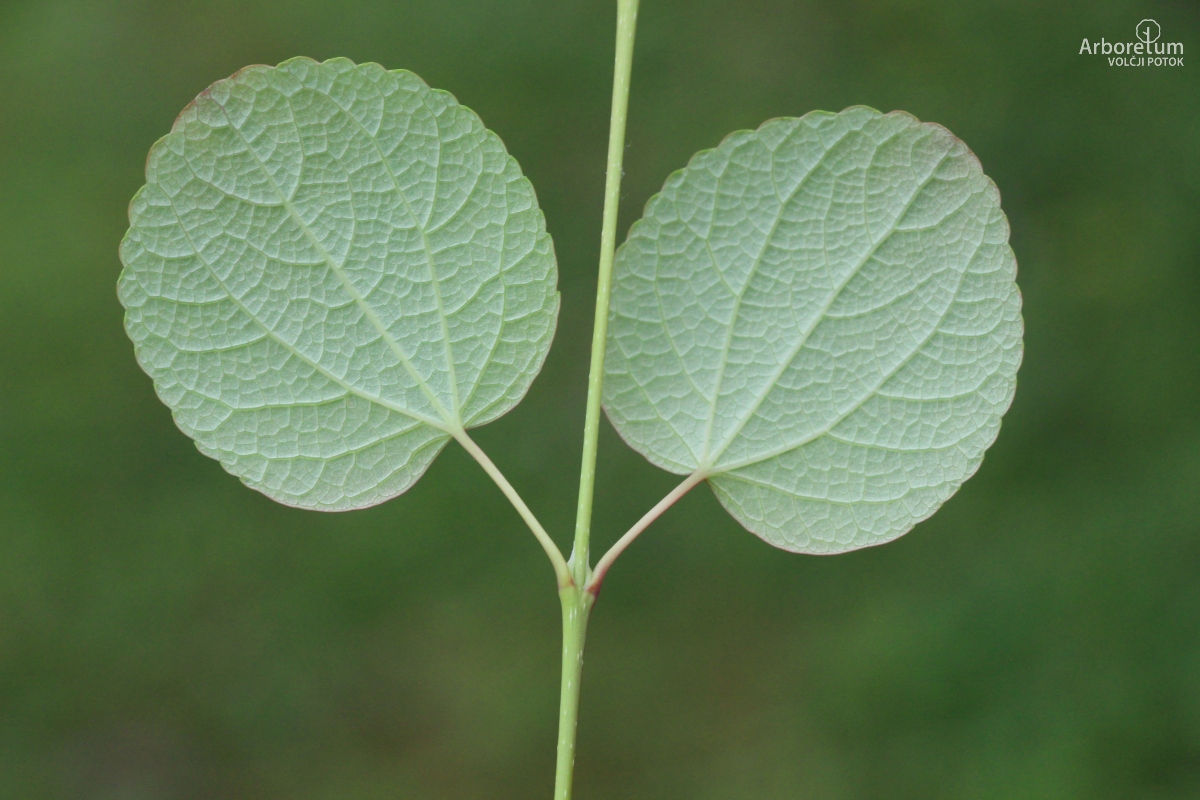A-7-52_Cercidiphyllum japonicum_v31