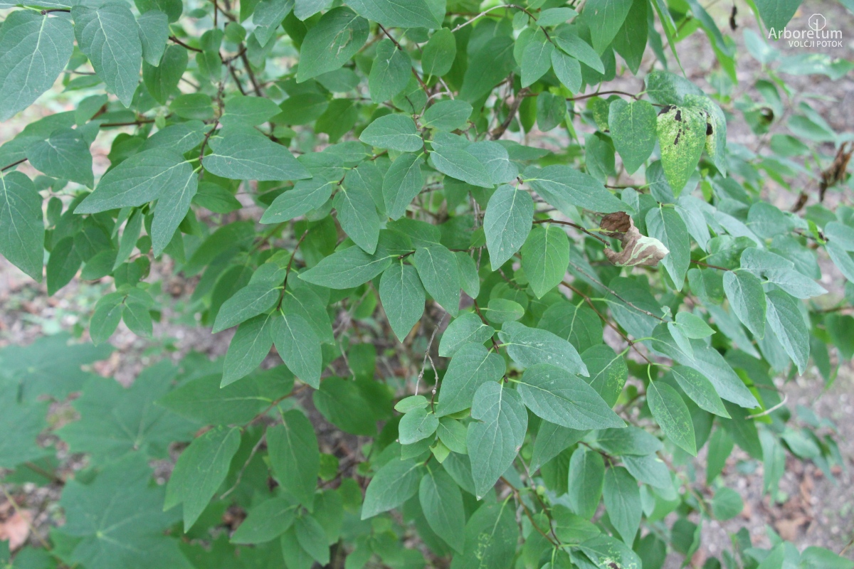A-7-6_Lonicera × amoena_v
