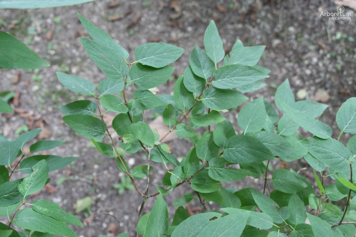 A-7-6_Lonicera × amoena_v2