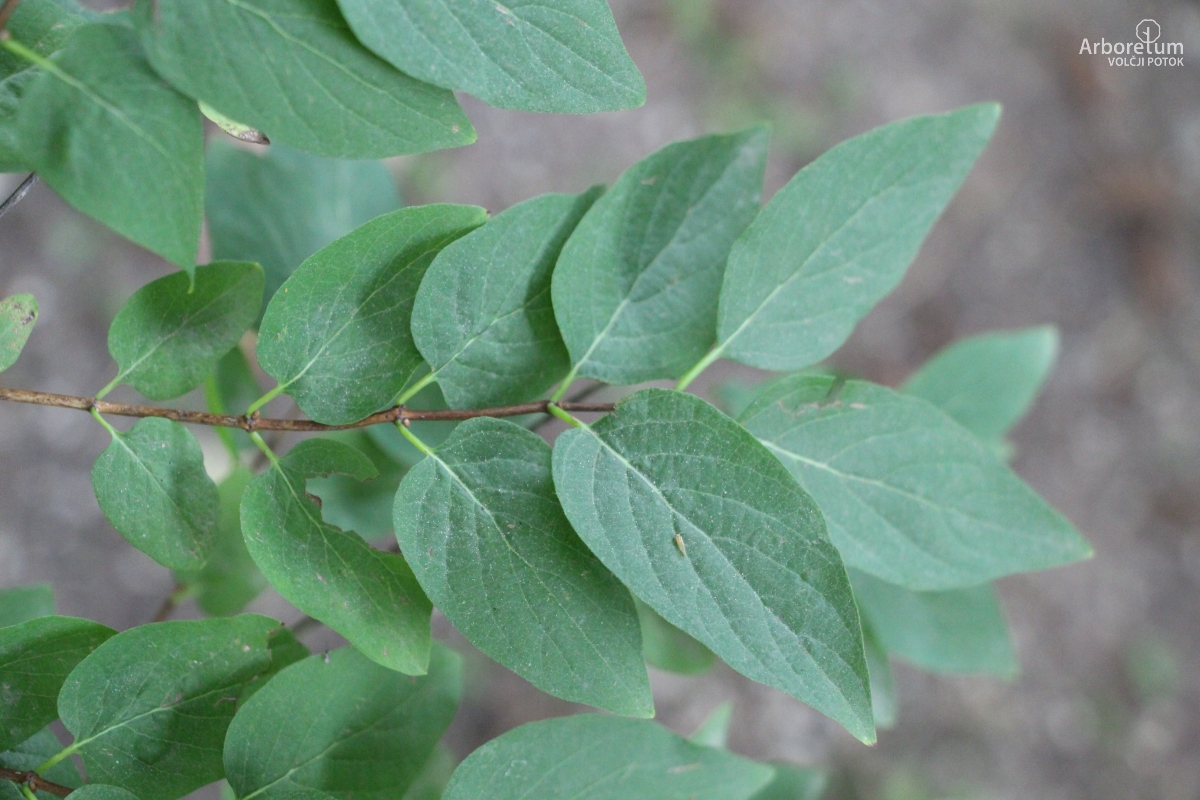A-7-6_Lonicera × amoena_v3