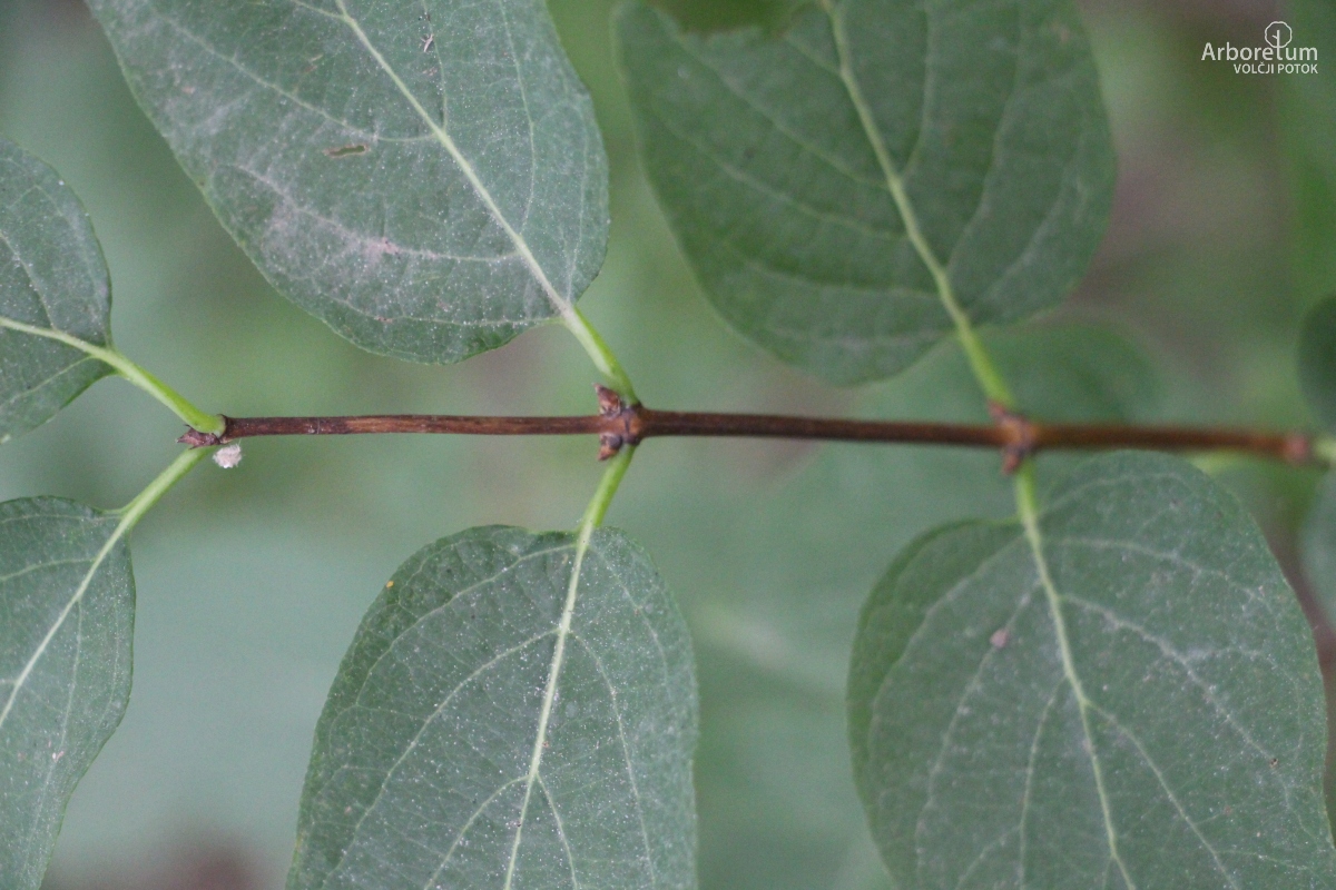 A-7-6_Lonicera × amoena_v4