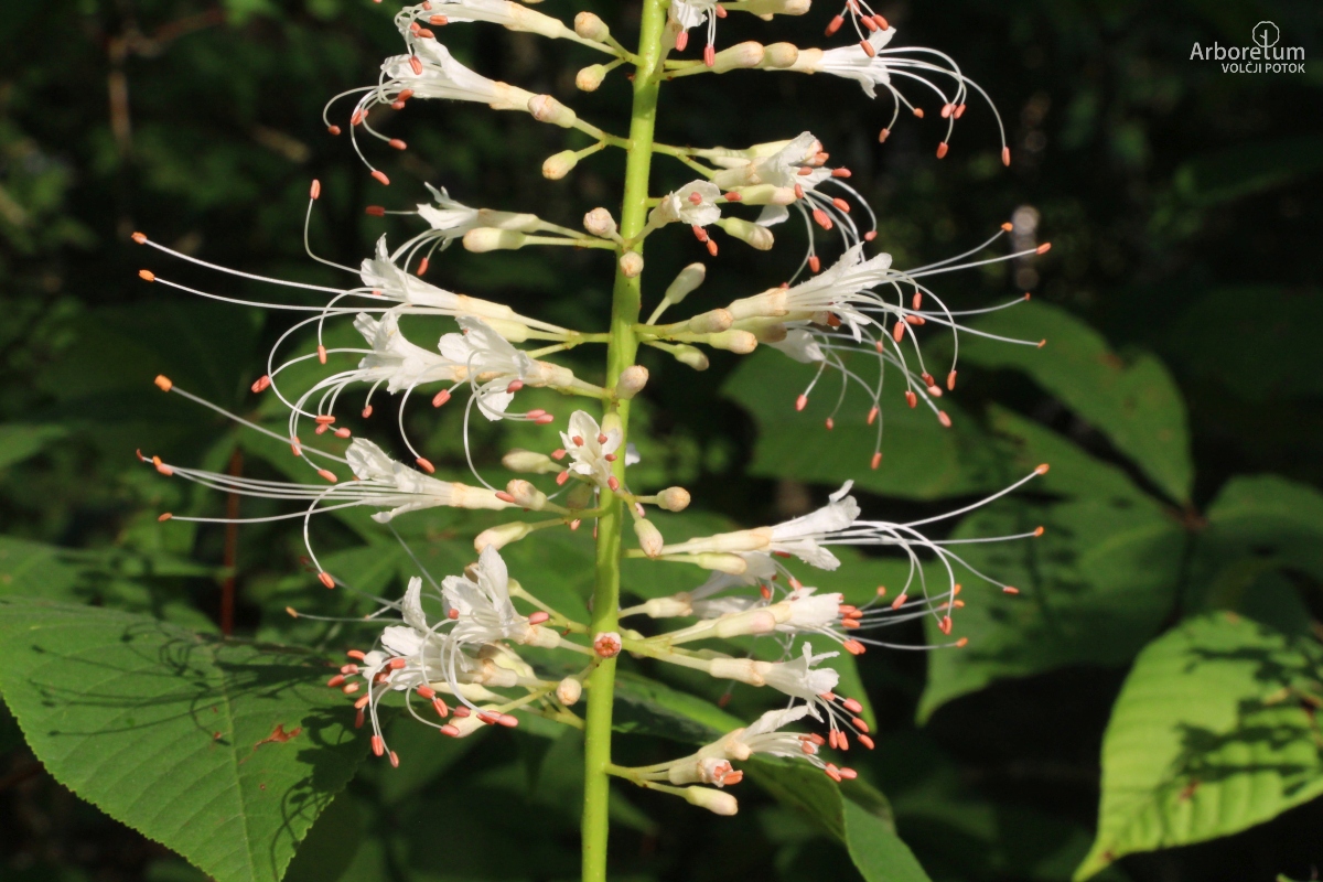 A-7-71_Aesculus parviflora_c10