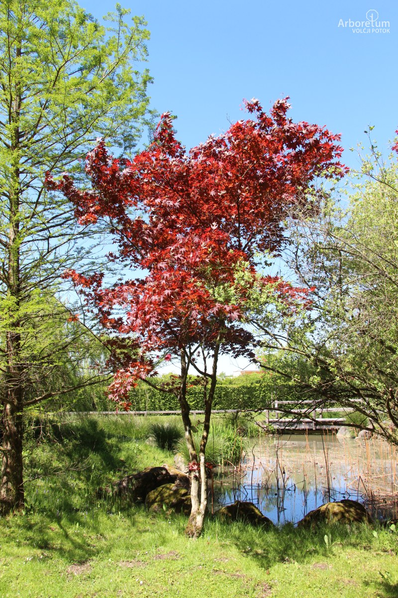 A-8-11_Acer palmatum ‘Atropurpureum’_h10_april