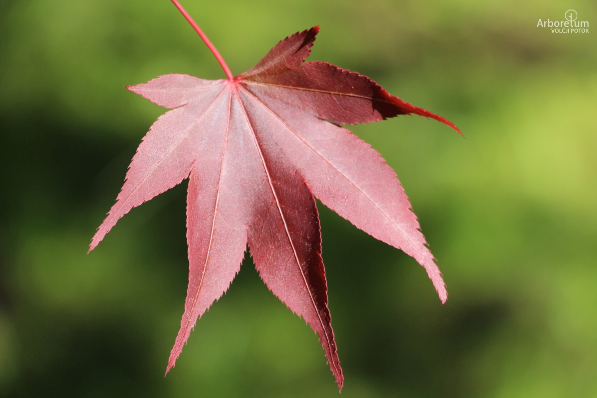 A-8-11_Acer palmatum ‘Atropurpureum’_l10_april