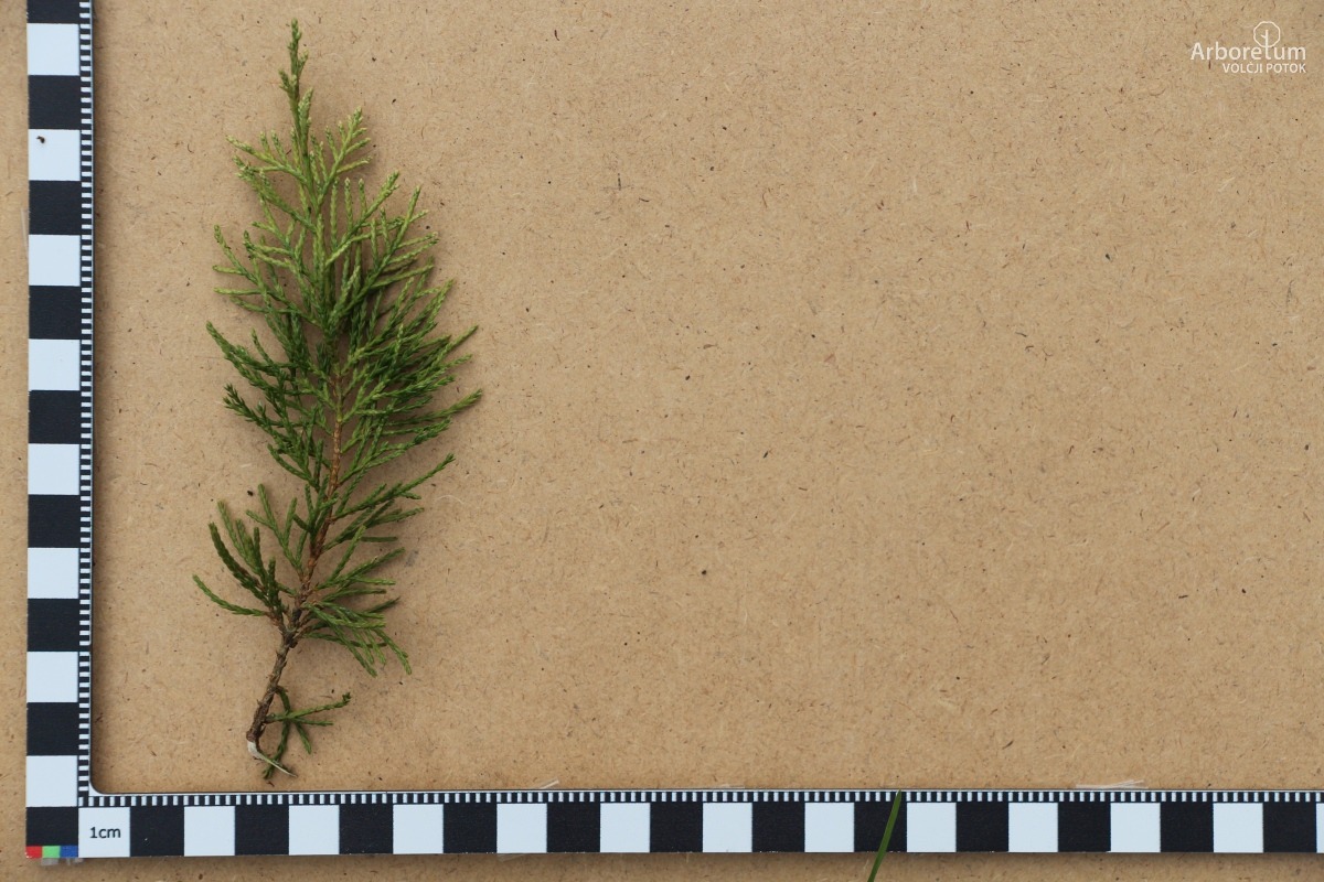 A-8-125_Juniperus × pfitzeriana ‘Sulphur Spray’_l5