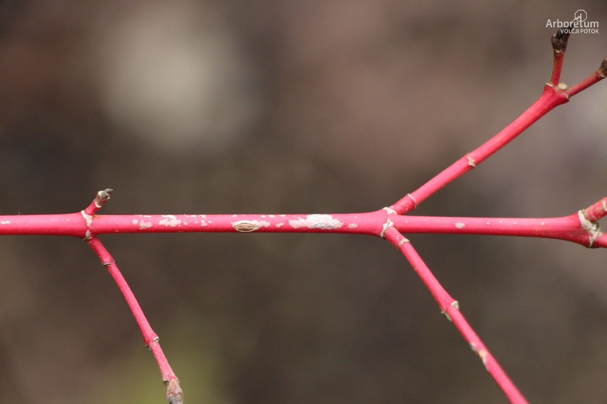 A-8-126_Cornus sanguinea ‘Midwinter Fire’_v
