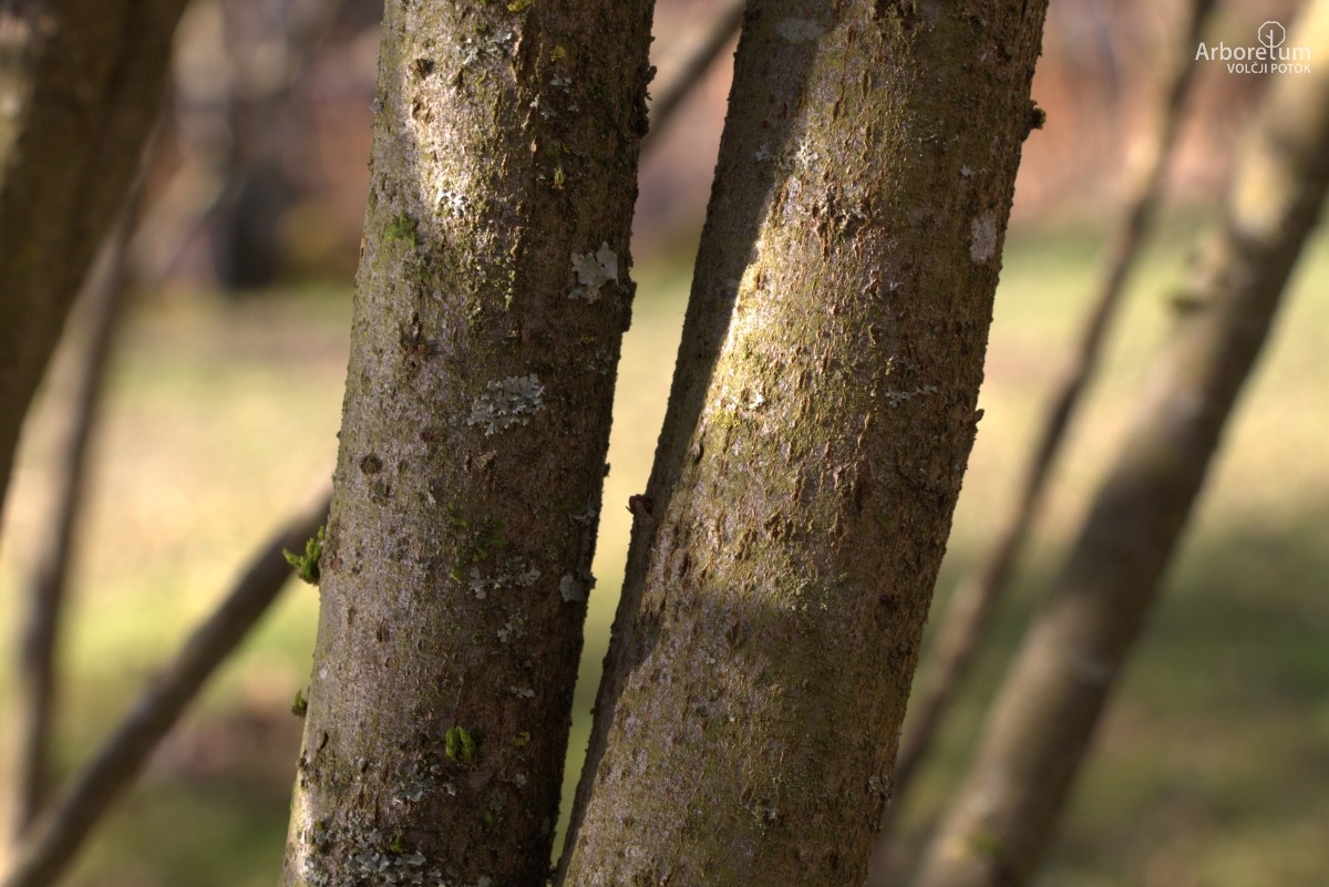 A-8-15_Salix purpurea ‘Nana’_d6