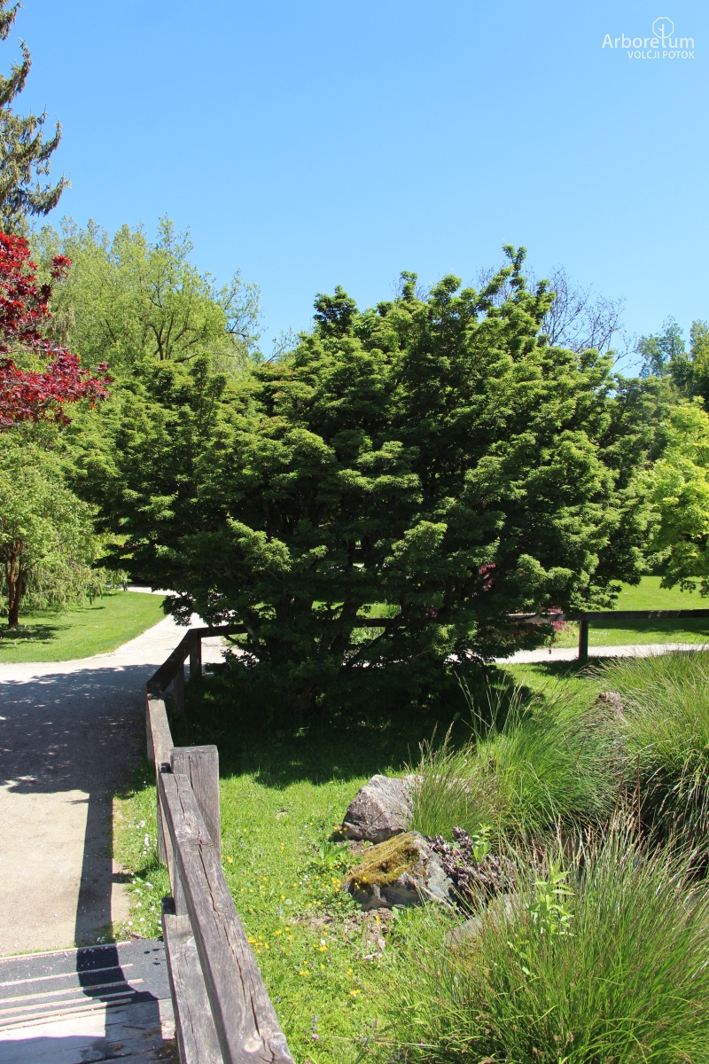 A-8-2_Acer palmatum ‘Ribesifolium’_h10_april