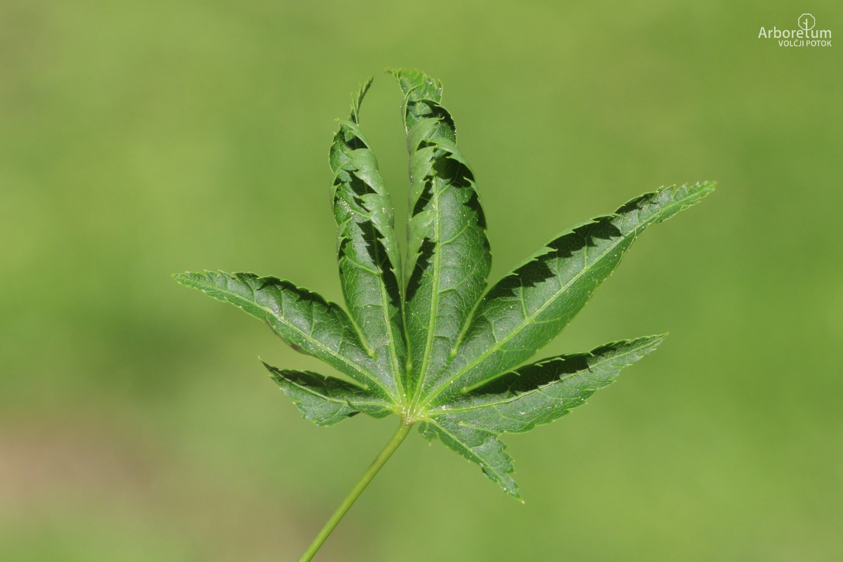 A-8-2_Acer palmatum ‘Ribesifolium’_l10_april