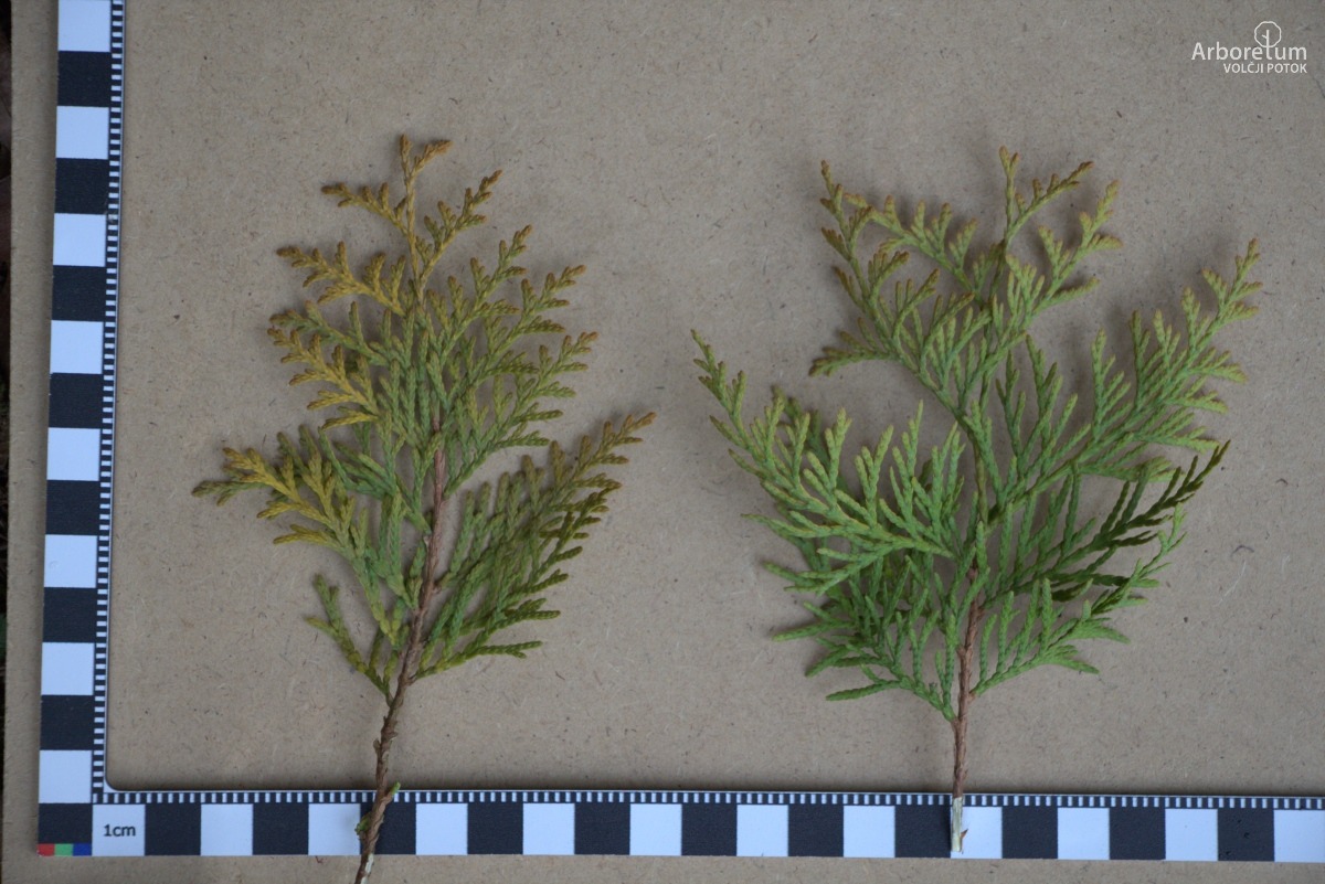 A-8-31_Thuja occidentalis ‘Lutea’_l5