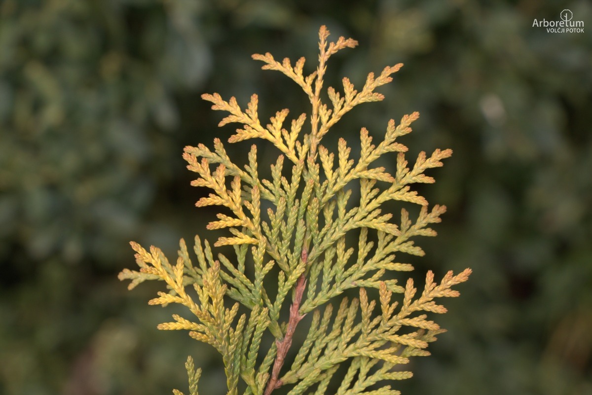A-8-31_Thuja occidentalis ‘Lutea’_v5