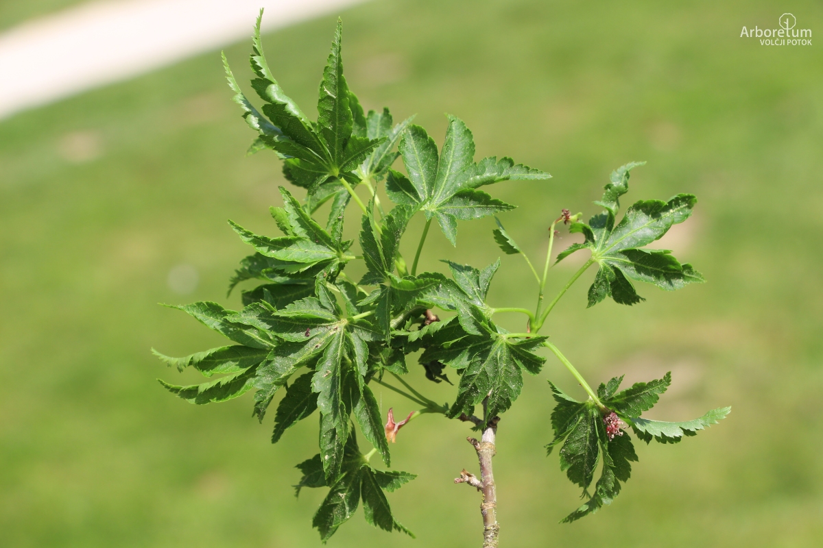 A-8-3_Acer palmatum ‘Ribesifolium’_v15_april