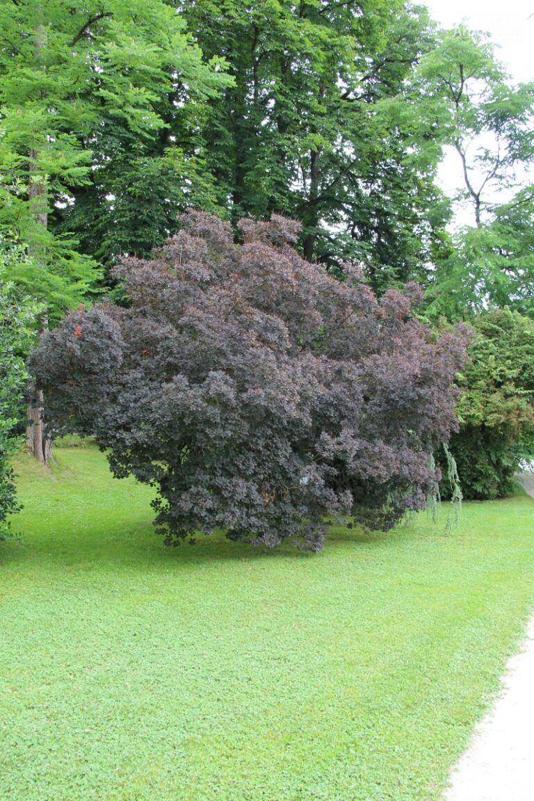 Navadni ruj 'Royal Purple' - Arboretum