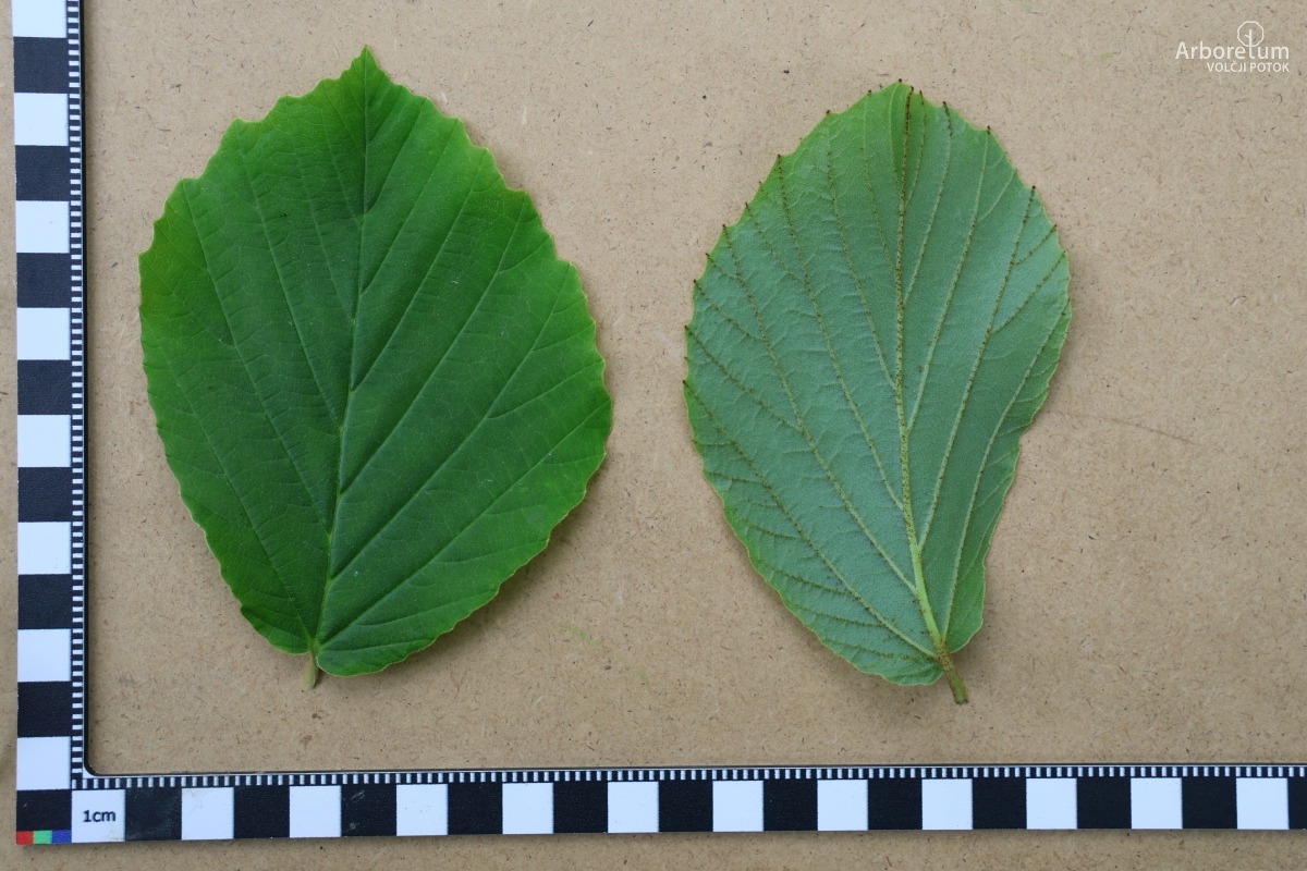 B-2-99_Hamamelis × intermedia ‘Feuerzauber’_l5