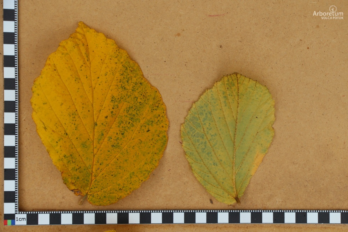 B-2-99_Hamamelis × intermedia ‘Feuerzauber’_l55