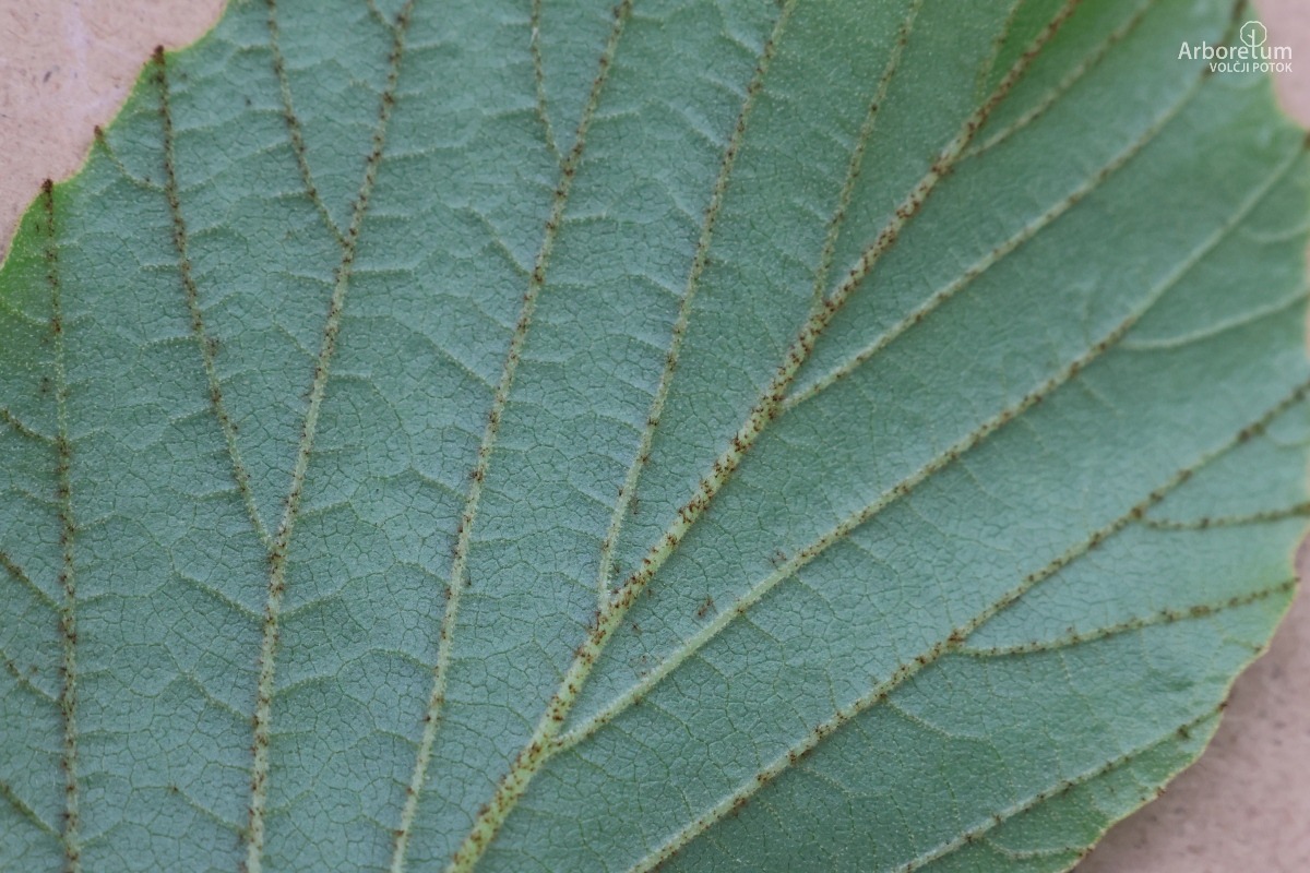 B-2-99_Hamamelis × intermedia ‘Feuerzauber’_l6
