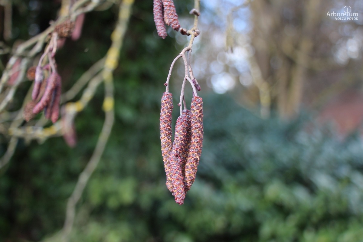 C-1-25_Alnus glutinosa_p