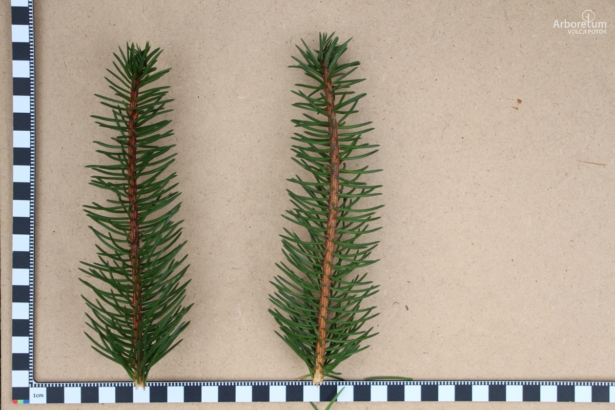 D-5-96_Picea abies ‘Virgata’_l5