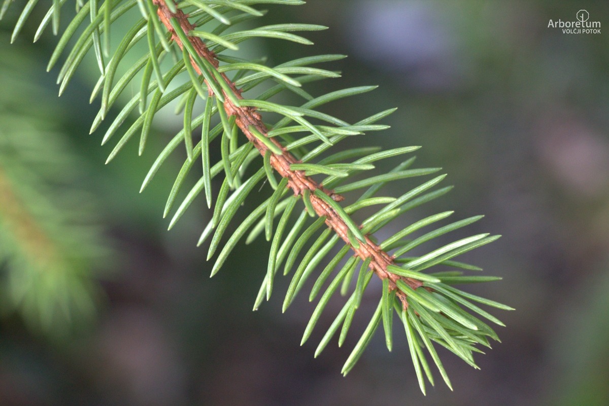D-5-96_Picea abies ‘Virgata’_v3