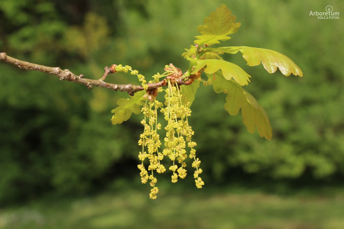 E-1-77_Quercus robur_c6