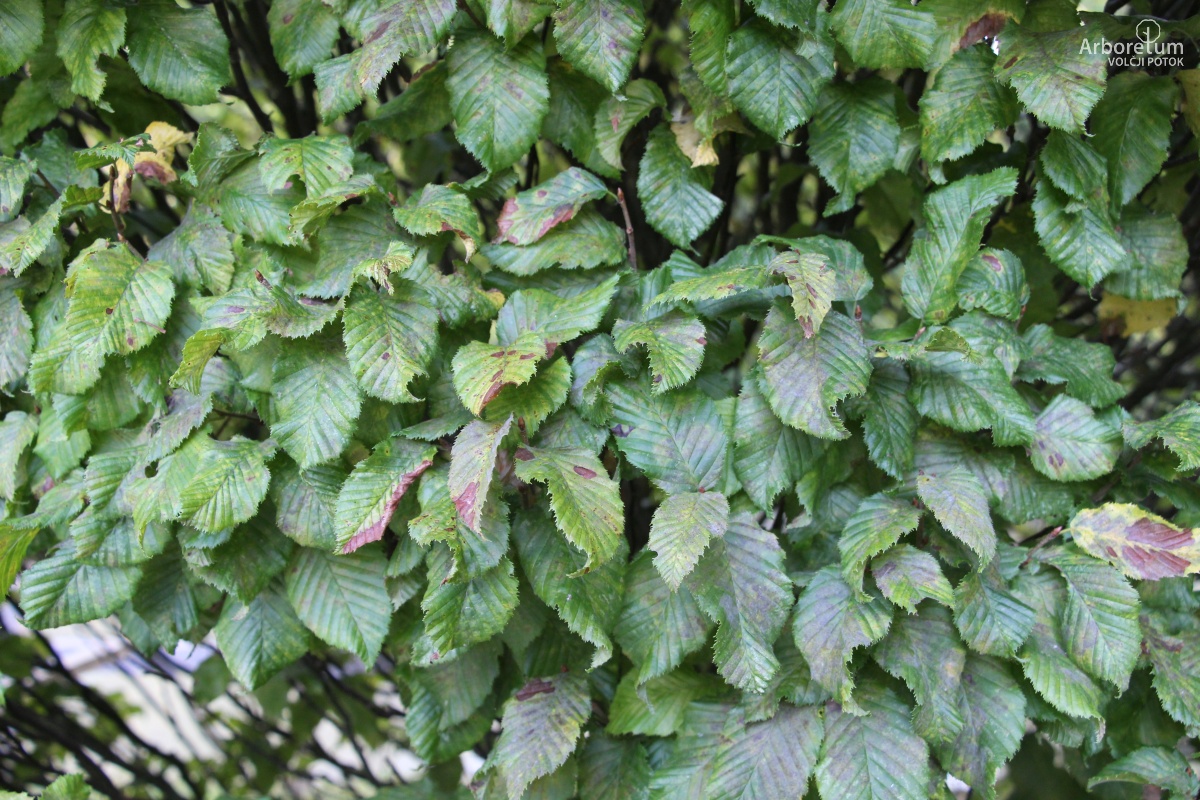 I-1-42_Carpinus betulus ‘Monumentalis’_l2