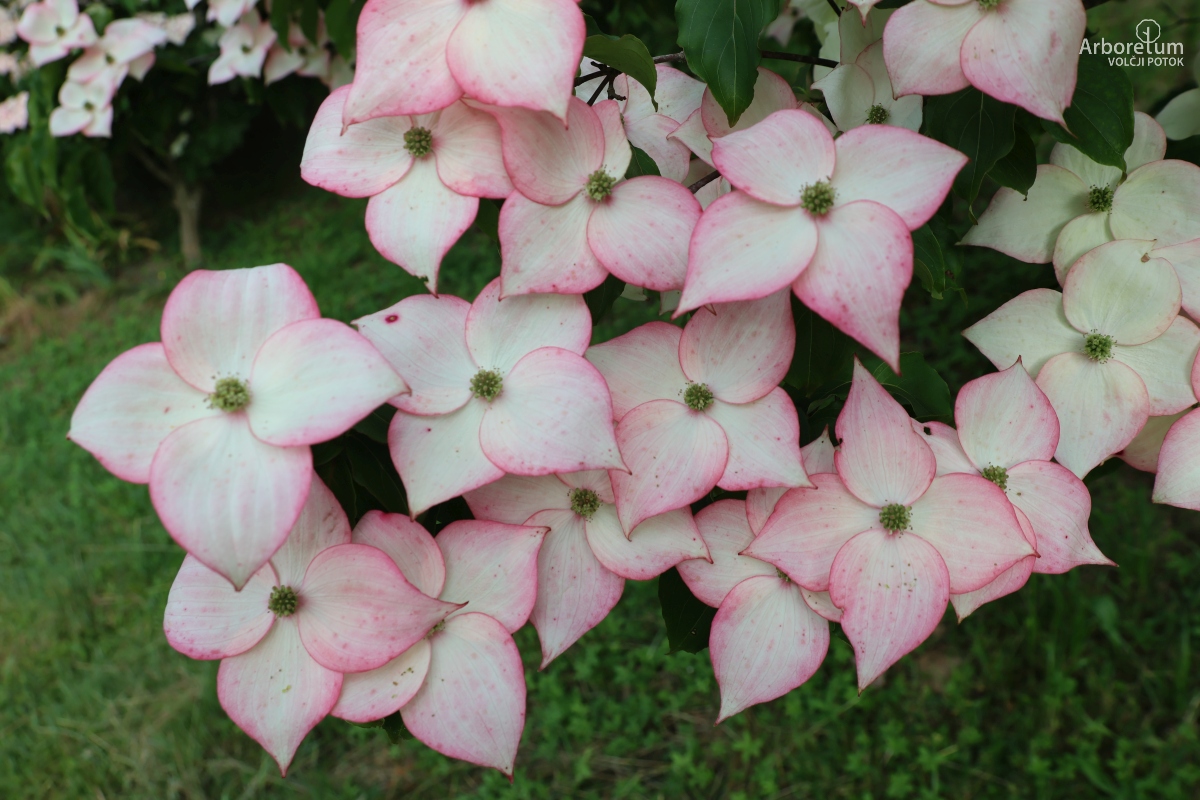 J-4-58_Cornus kousa_c