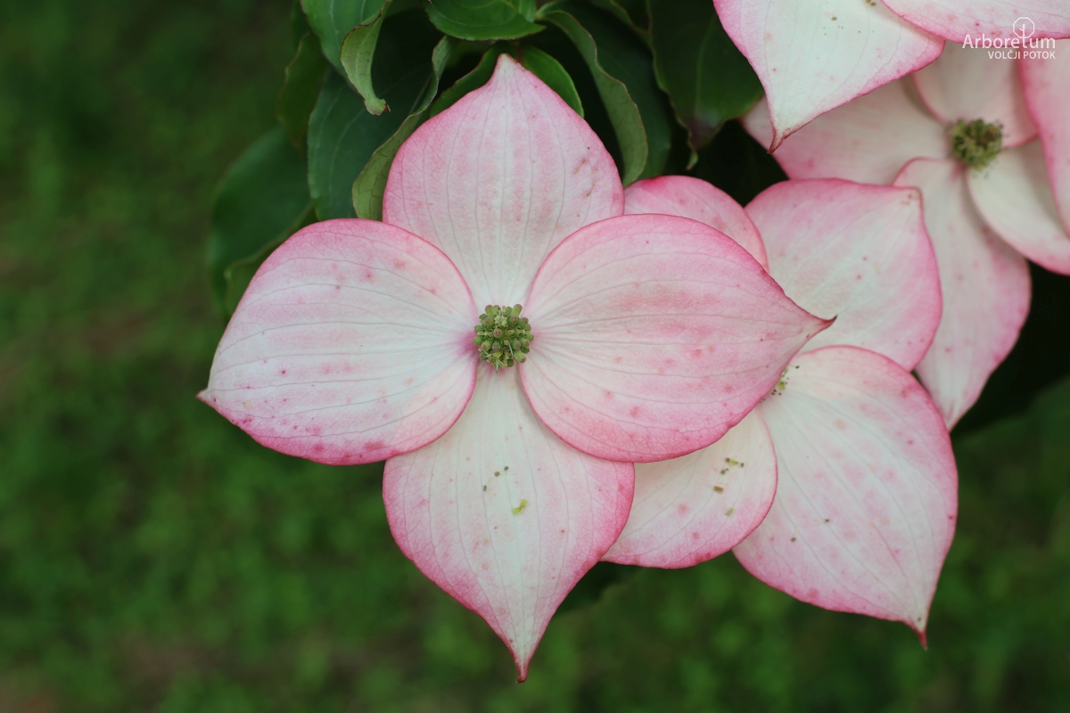 J-4-58_Cornus kousa_c2