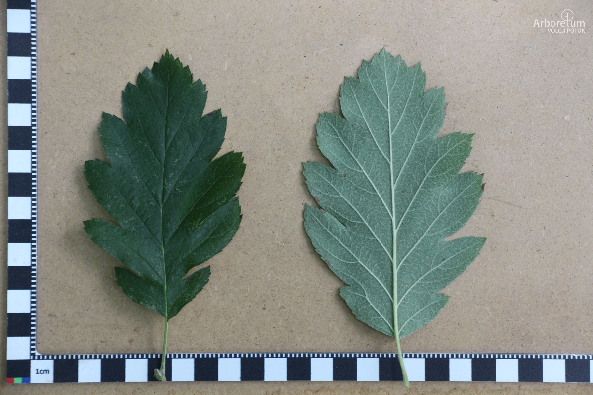 K-2-142_Sorbus intermedia_l5