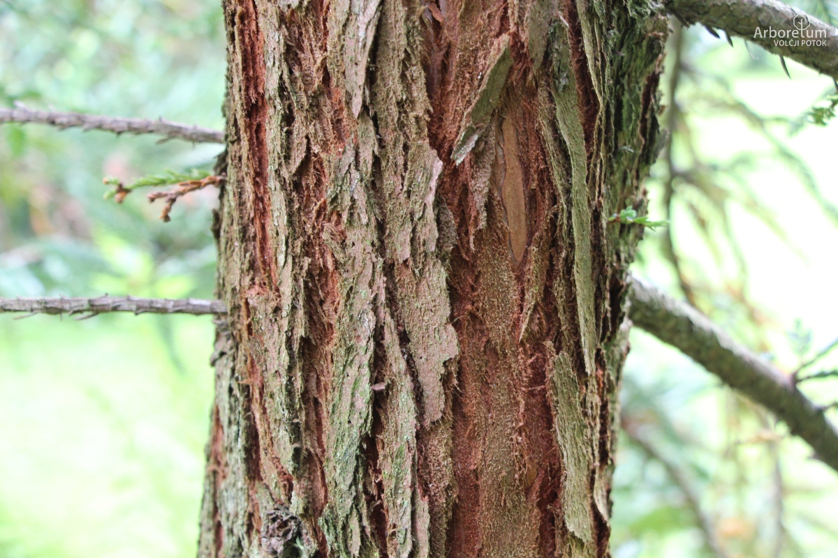 K2-140_Sequoia sempervirens ‘Adpressa’_d