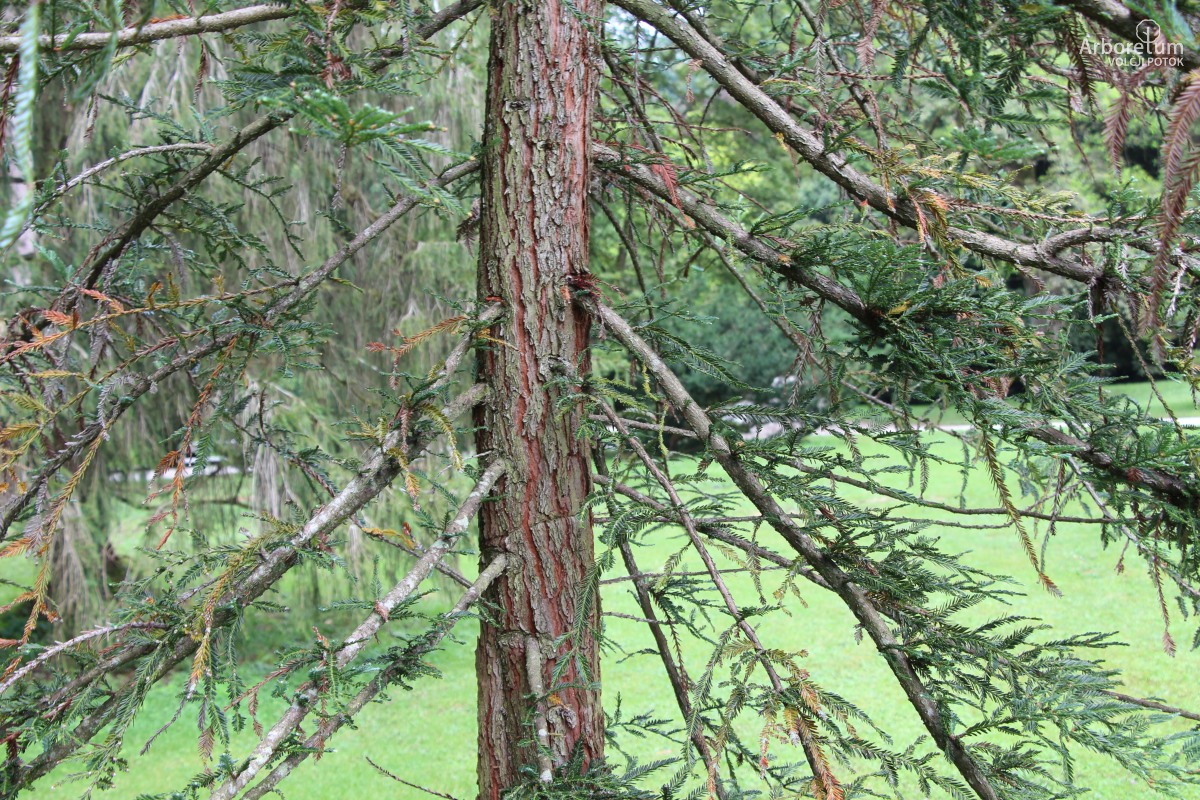 K2-140_Sequoia sempervirens ‘Adpressa’_d2
