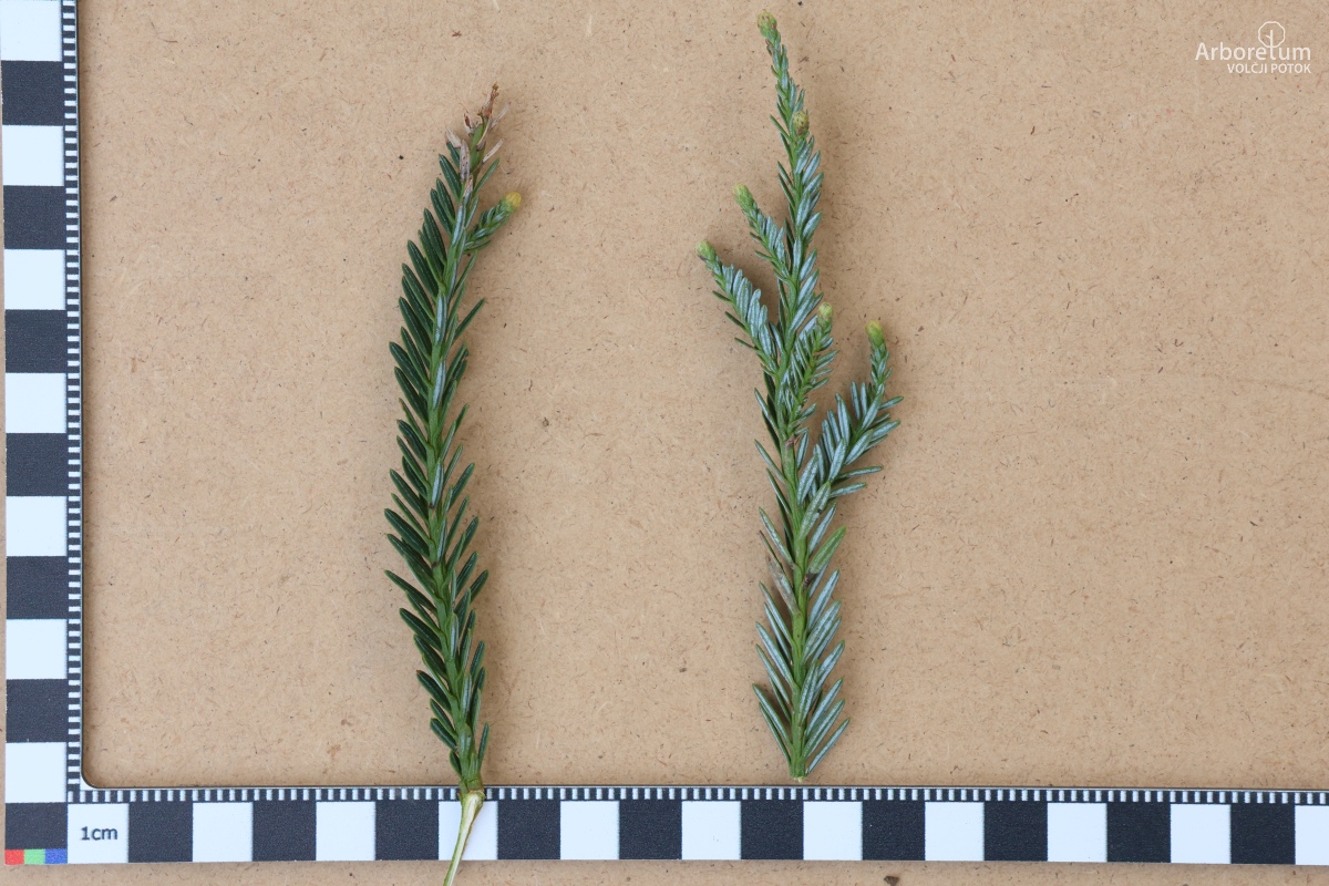 K2-140_Sequoia sempervirens ‘Adpressa’_v10